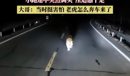 黑龙江一男子夜间偶遇东北虎，现场压迫感十足，男子吓出一身冷汗