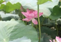 家庭风水100个禁忌：细节决定成败，营造幸福居家氛围
