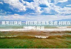 黑龙江饶河一村庄旁出现东北虎 村民在家中躲避