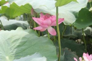 家庭风水100个禁忌：细节决定成败，营造幸福居家氛围