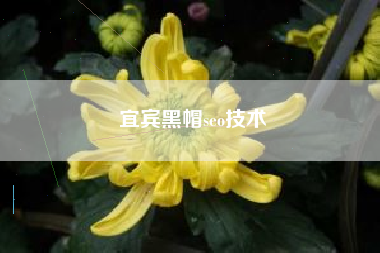 宜宾黑帽seo技术